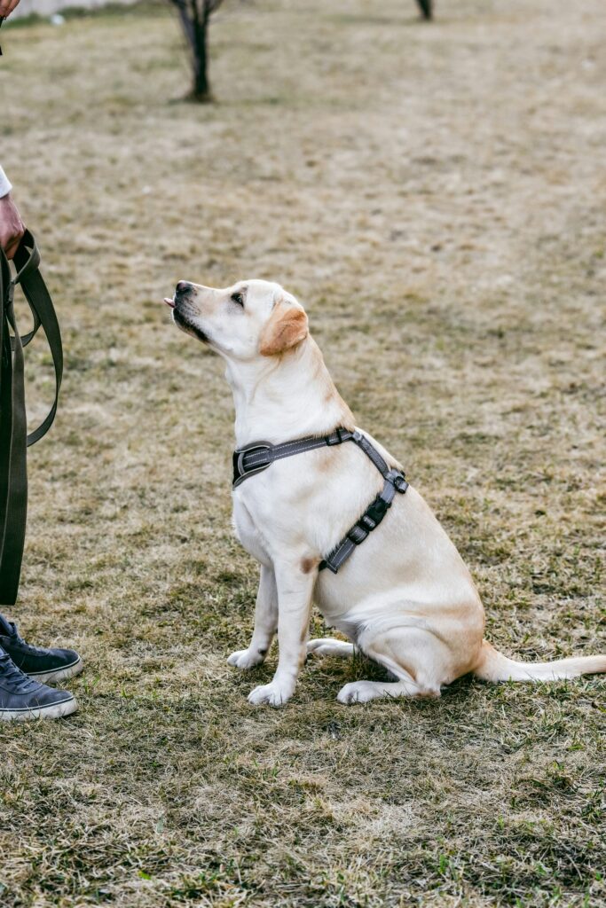 A Dog sitting in the ground with a leash in its mouth
      