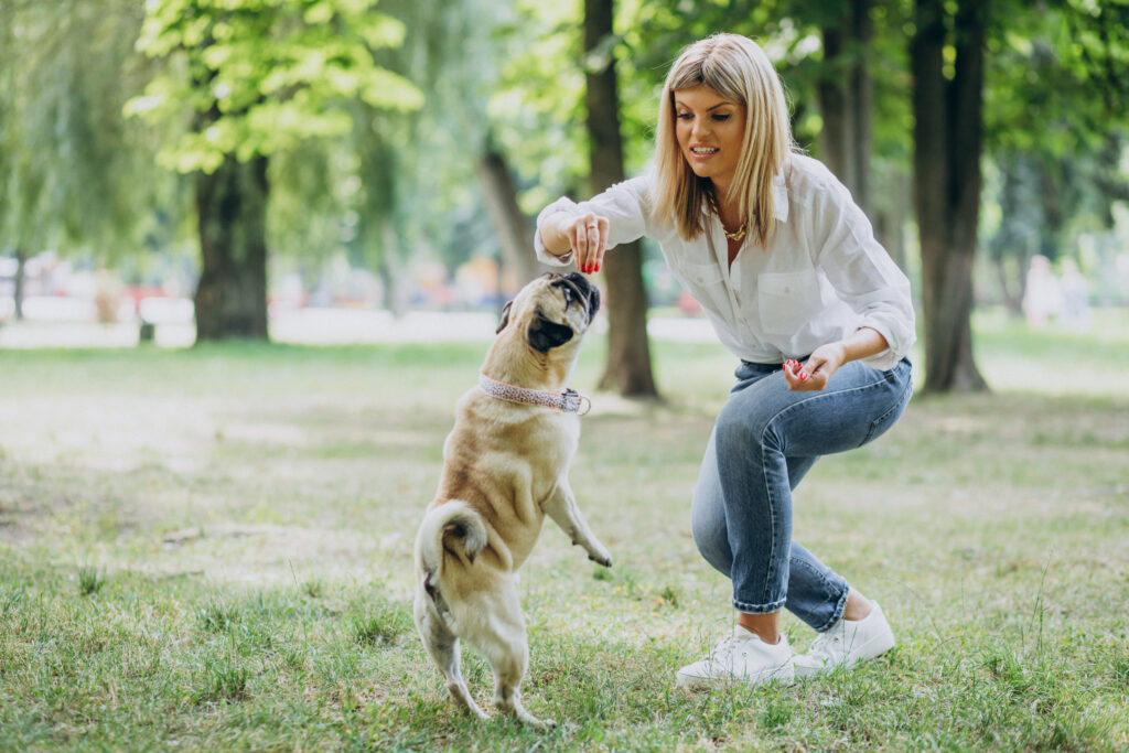 woman having walk park with her pug dog pet scaled showing 5 D's of dog training