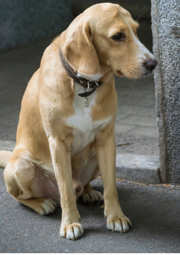 Depressed dog sitting quietly, reflecting possible diarrhea in dogs symptoms such as weakness and dehydration.