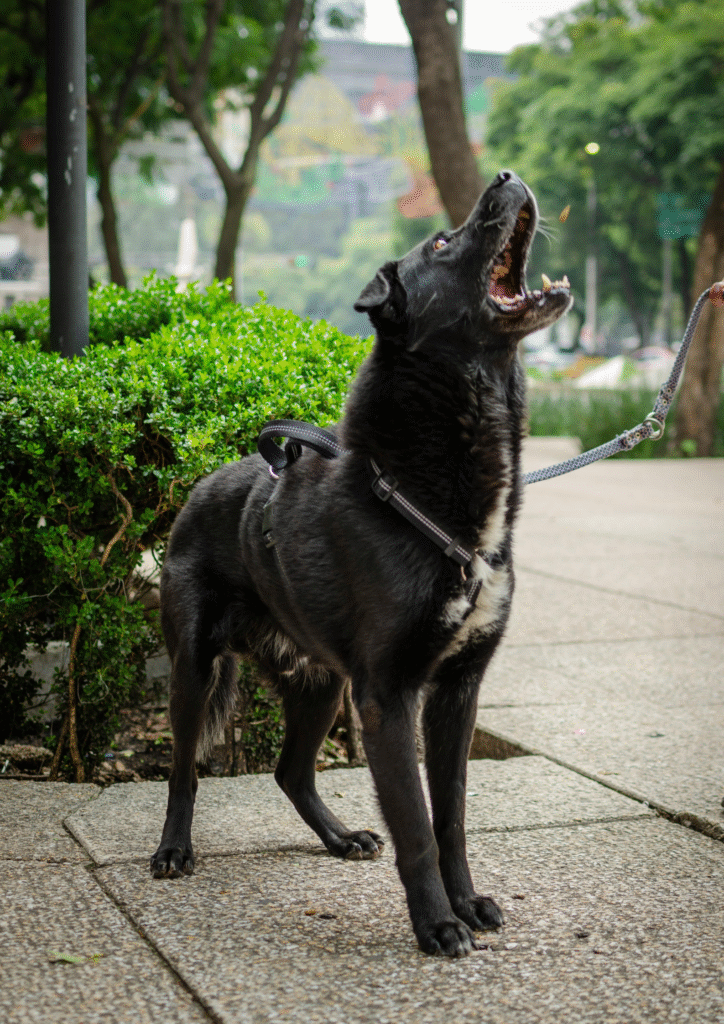  A black dog standing and bark loudly for no  specific reason.