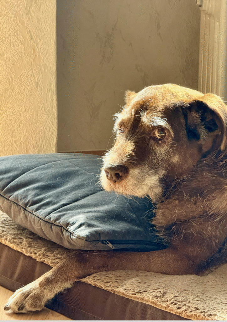 Senior Dog posing with pillow bed.