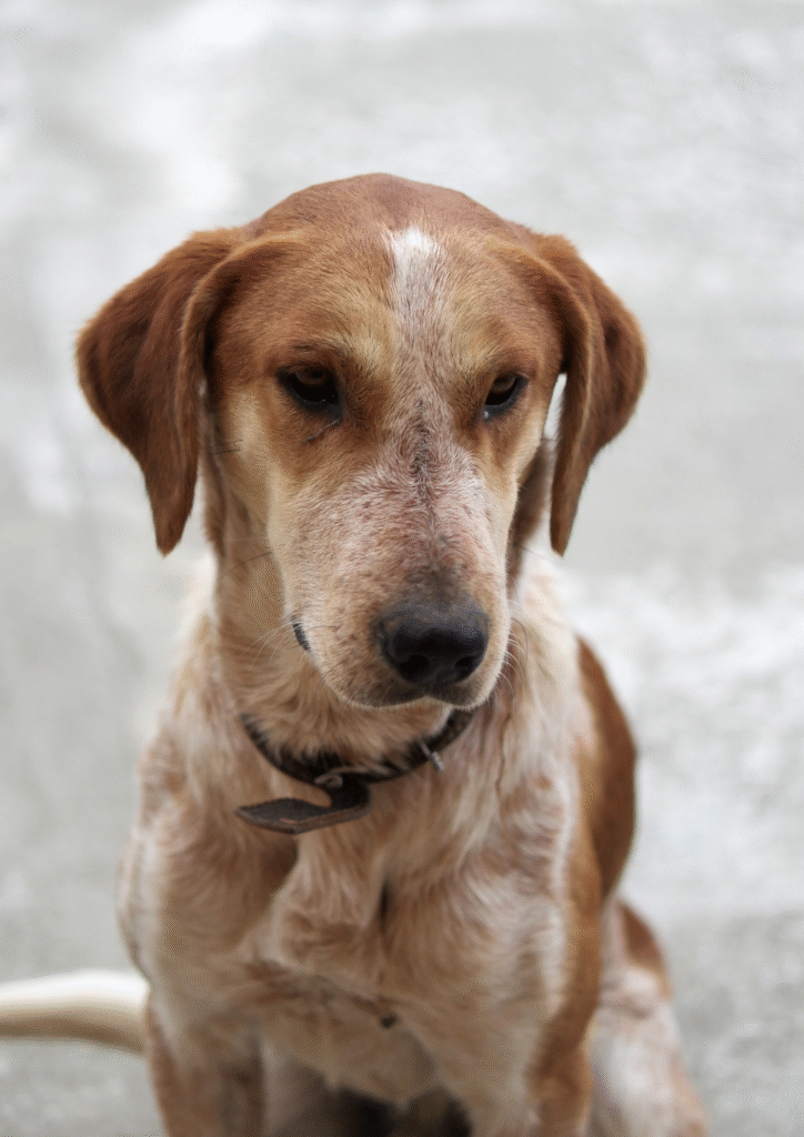 Depressed and sad dog sitting on the floor.