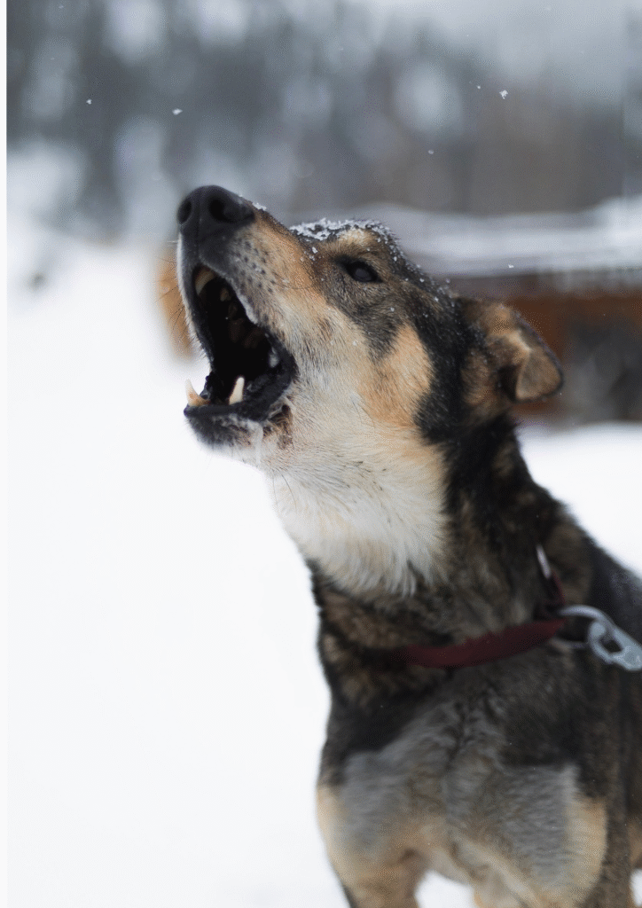 A dog is barking in snowfall.