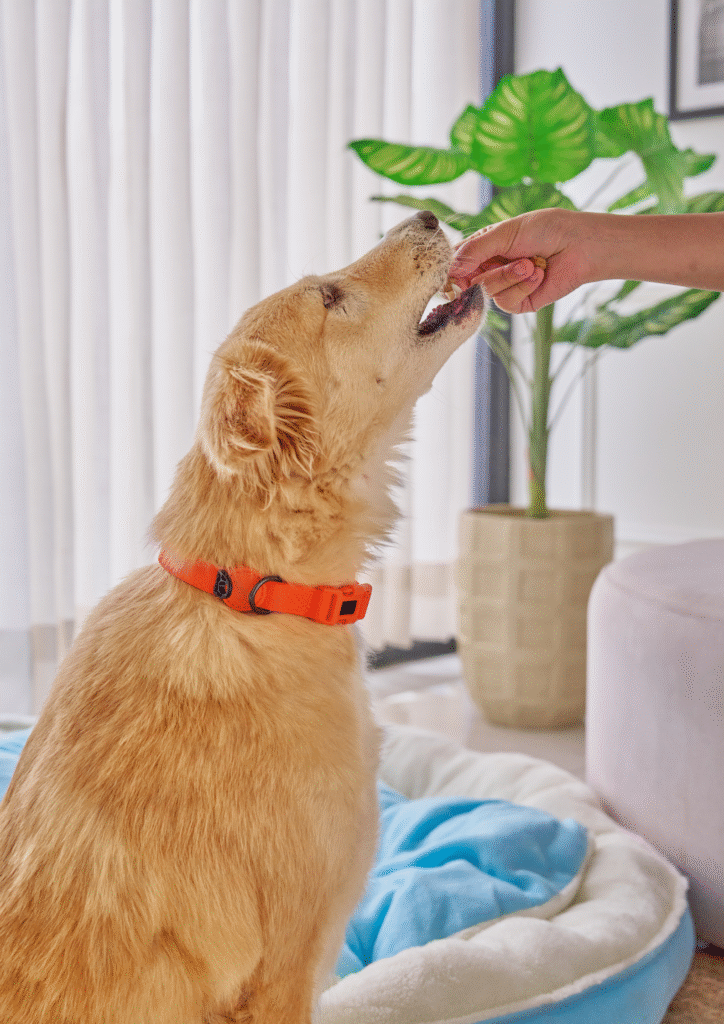 A person offering treats to the dog.