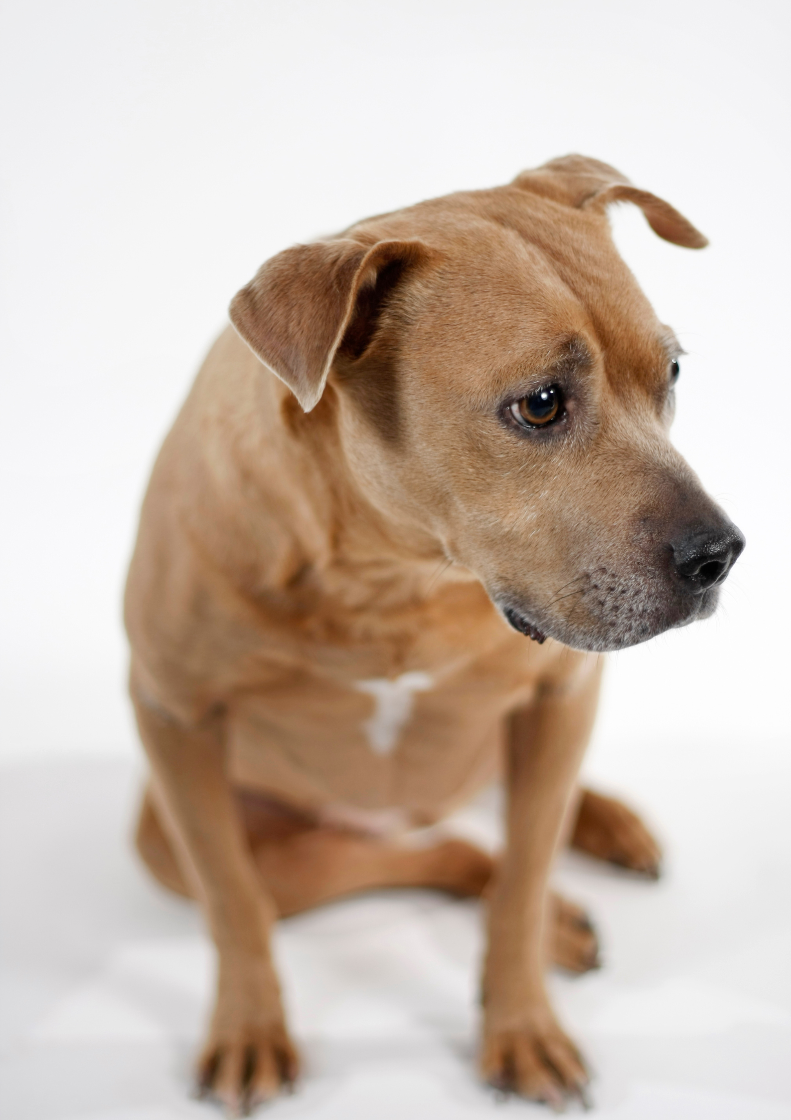 Unhappy dog with tired eyes, possibly suffering from diarrhea in dogs symptoms.