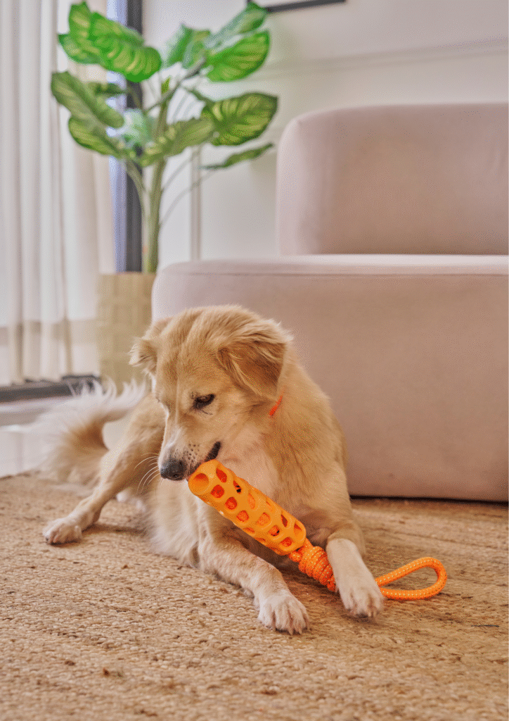 A dog is chewing a soft toy. 
