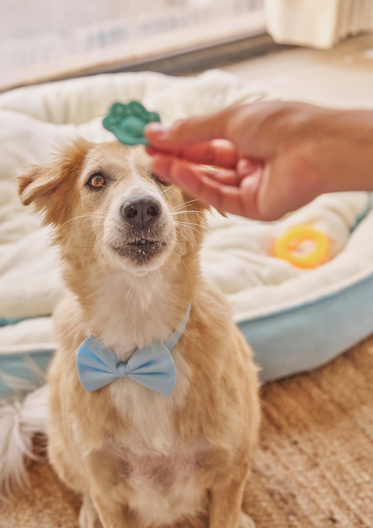 An owner offer a treat to his dog for good behavior, illustrating marking in dog training.