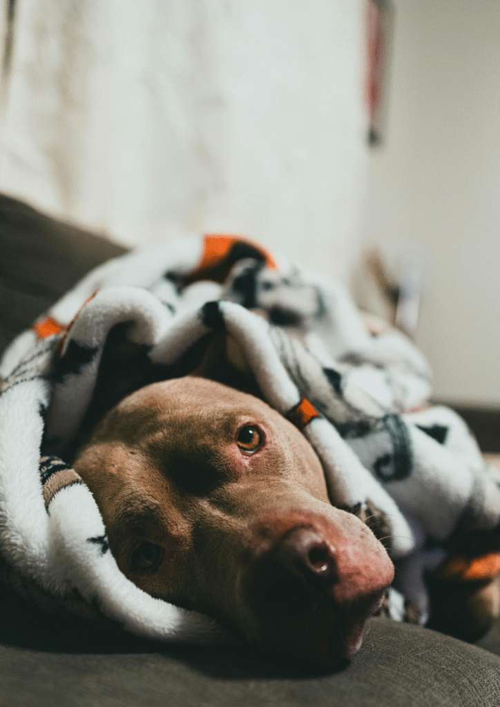 Senior dog cuddling with a cozy quilt on the bed, feeling healthy and relaxed after enjoying the best food for a 13 year old dog.