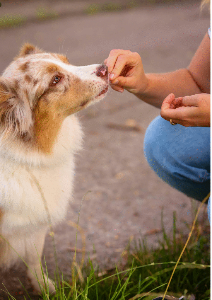 A person serving a treat to a dog as a reward, Demonstrating positive reinforcement for marking in dog training