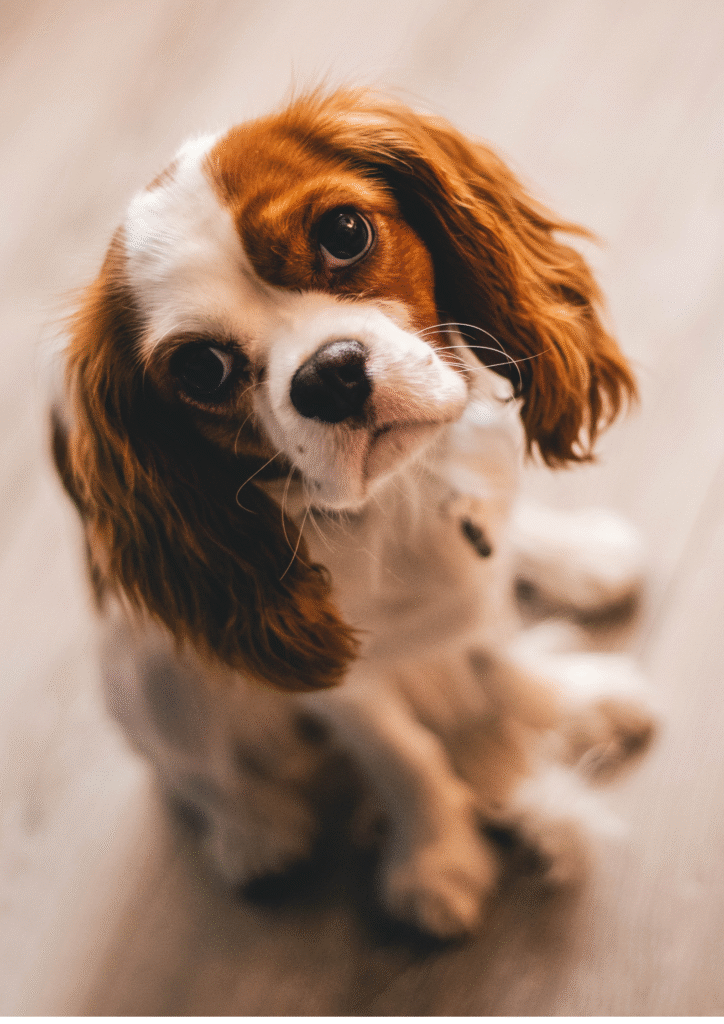 Sad dog sitting on the floor showing signs of discomfort related to diarrhea in dogs symptoms.