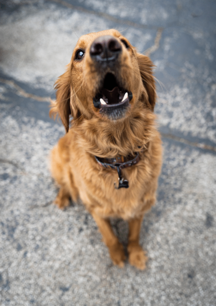 Brown dog barking loudly showing signs of loud dog barking behavior.