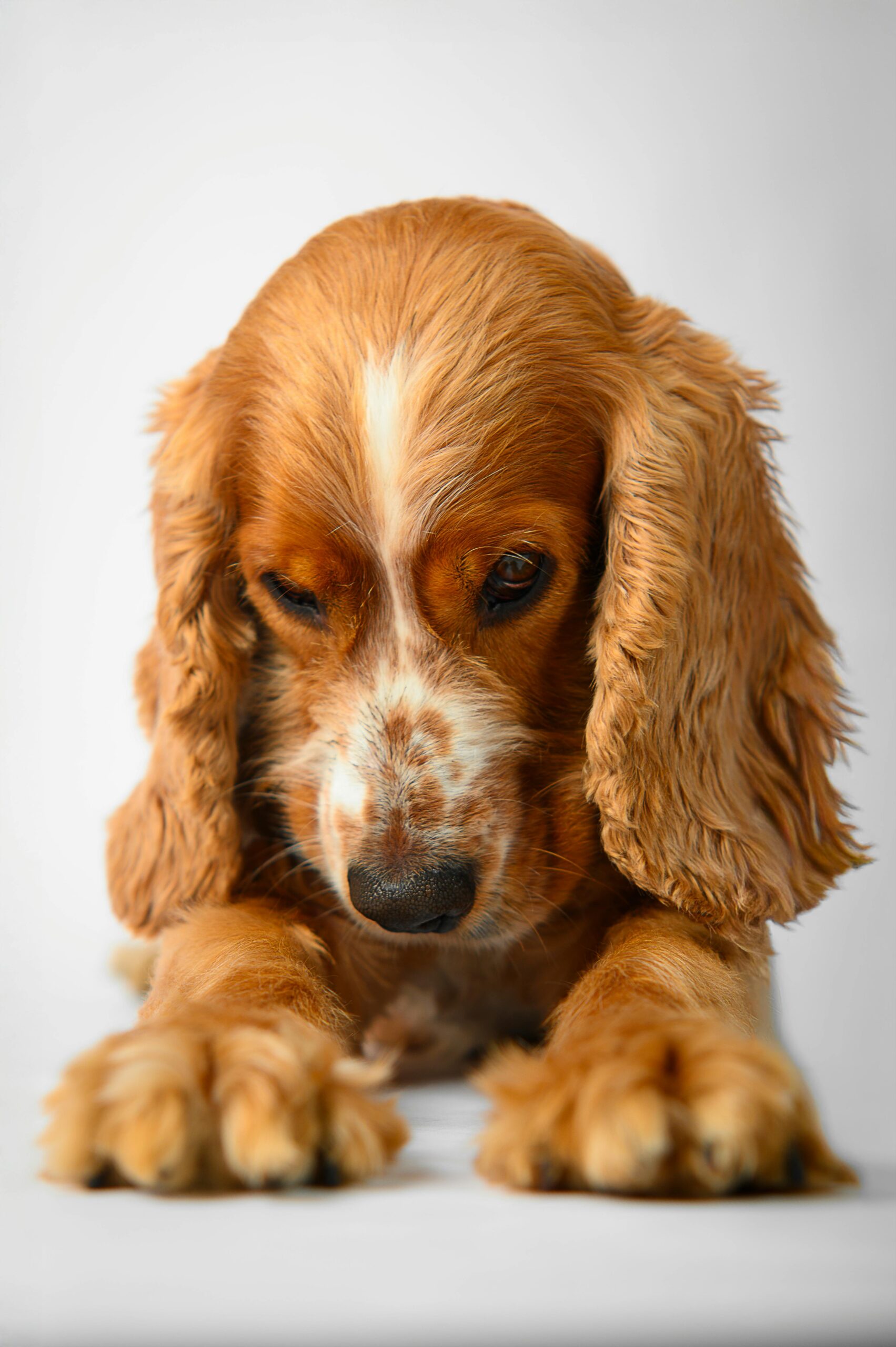 A Cocker Spaniel with puffiness around its muzzle, showing symptoms of Dog Facial Swelling.