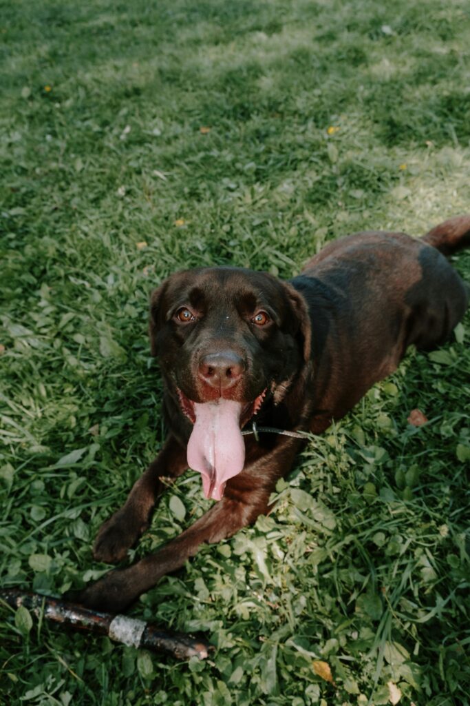 A black dog lying down on green grass.