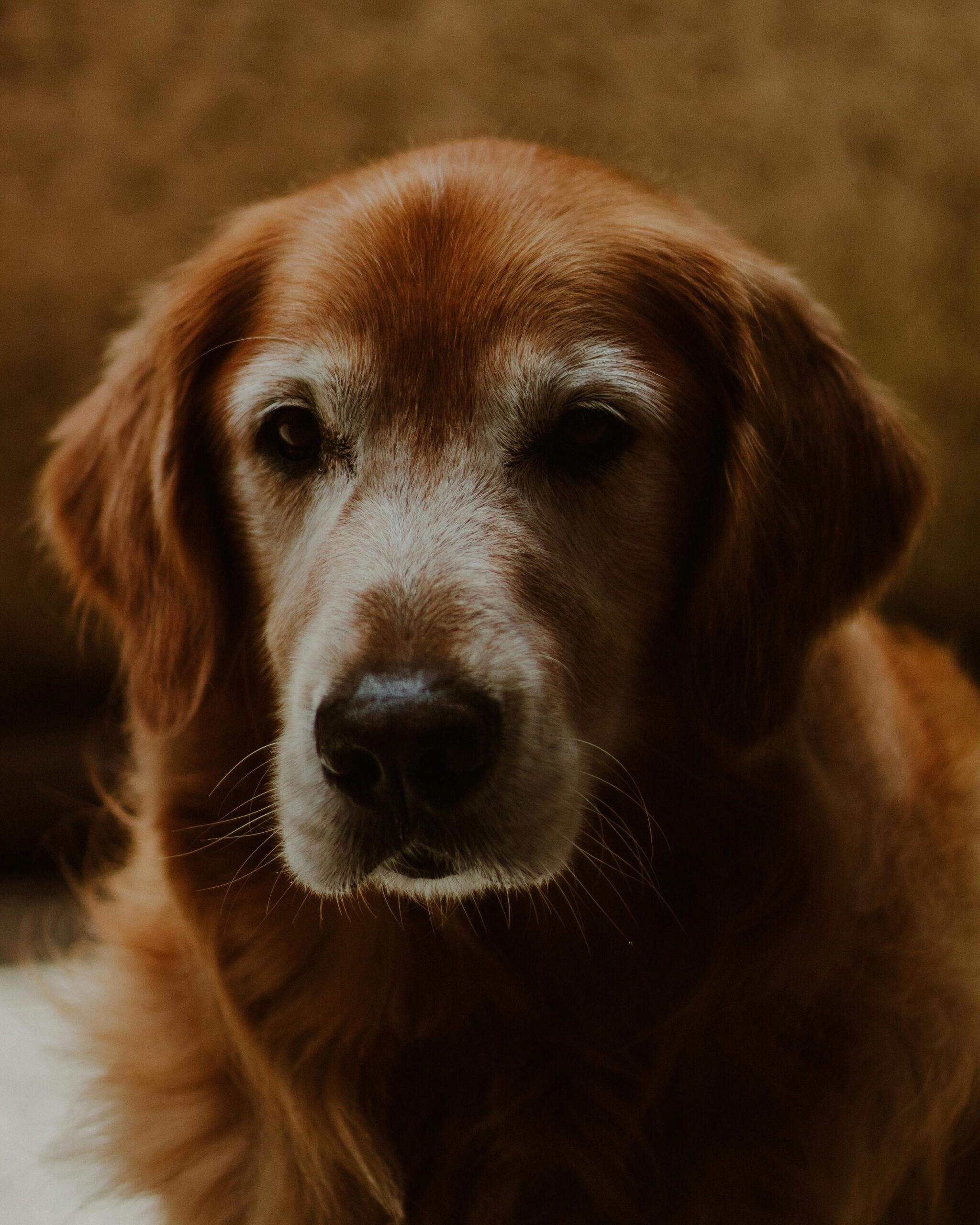 A senior dog posing for a half-portrait, looking calm and healthy, representing the best food for a 13 year old dog that supports vitality and well-being in older pets.