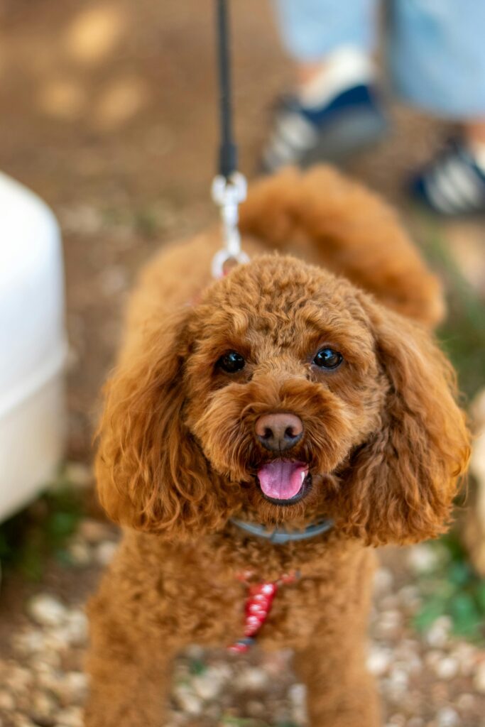 Happy Brown Poodle on a leash outdoors.