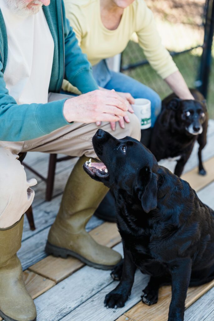 black senior Labrador looking at its owner.