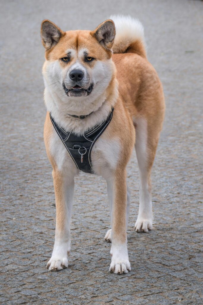 Majestic akita standing on paved road with swollen muzzle.