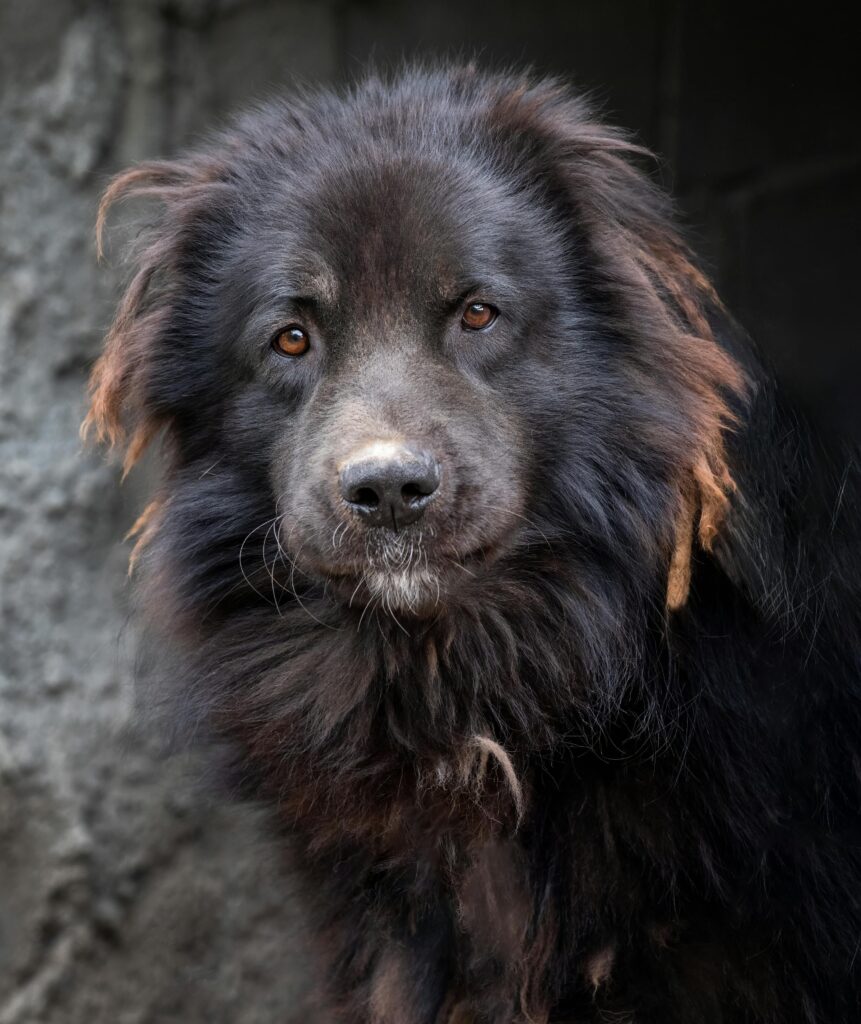 Ablack dog with mild swelling on its face sitting calmly, showing early signs of Dog facial swelling.