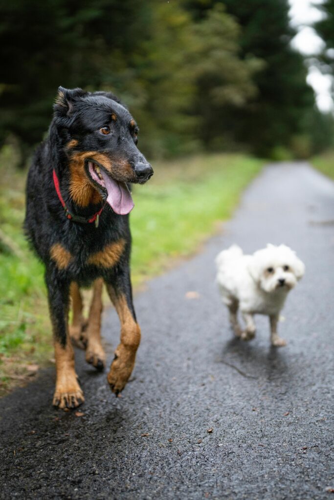 Two-dogs-strolling on a forest-path in lausanne-
