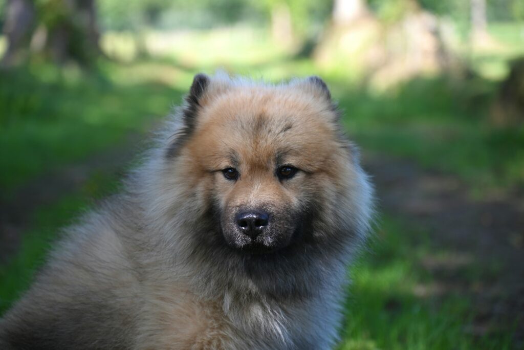 fluffy eurasier dog in a sunlit forest scene
