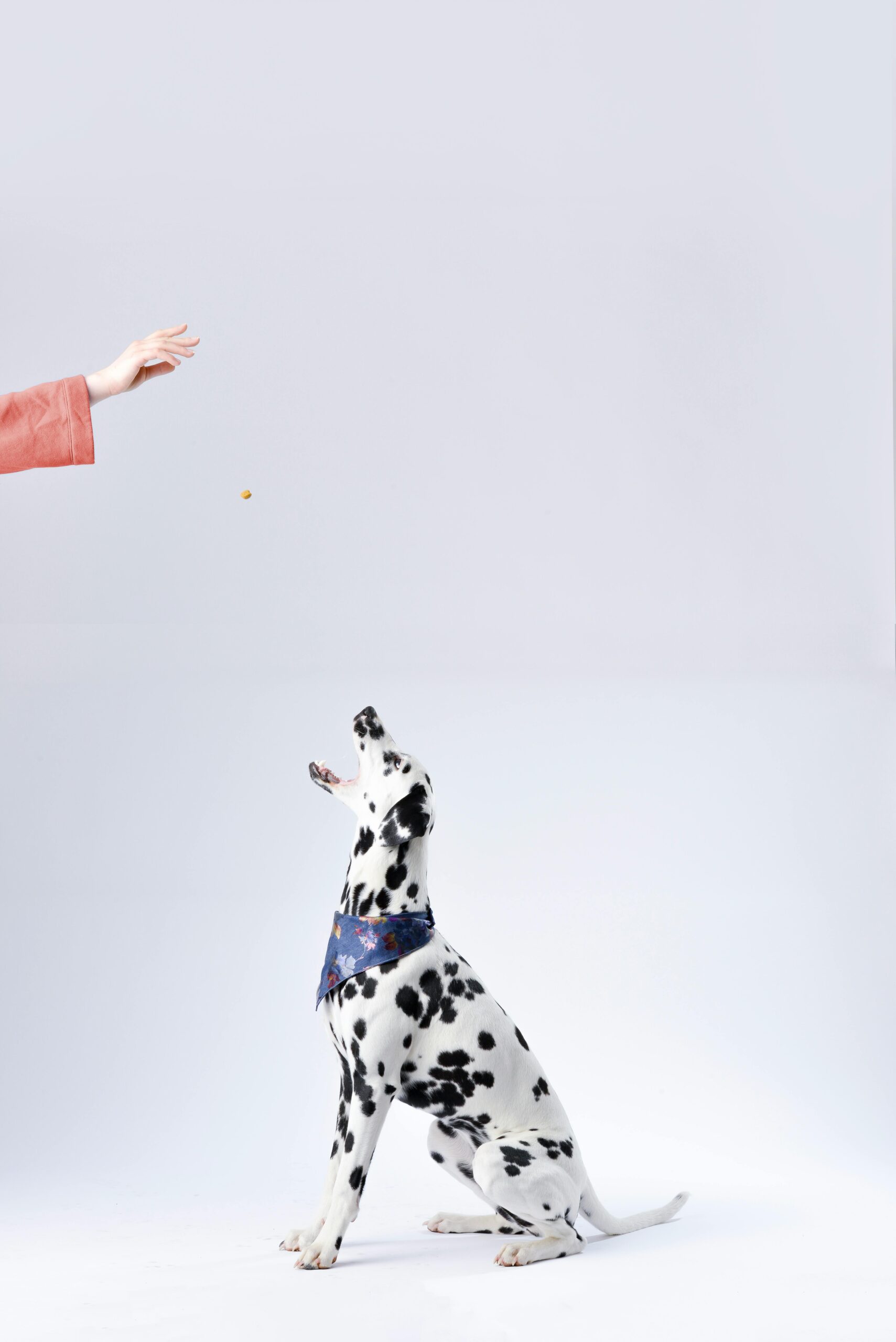 Dalmatian sitting white surface getting treats offered by its owner showing 5 things to train your dog.