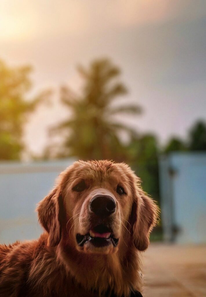 Portrait of a golden retriever reacting to its name when called.