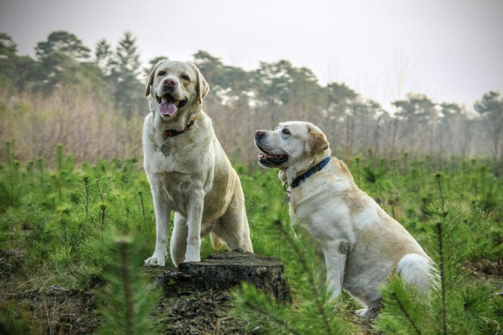 Two Labradors standing on the rock, illustrating the 5 things to train your dog for better behavior and discipline.