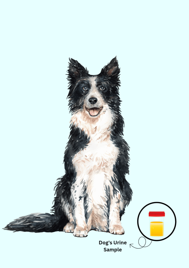 Illustration of a dog with its urine sample.