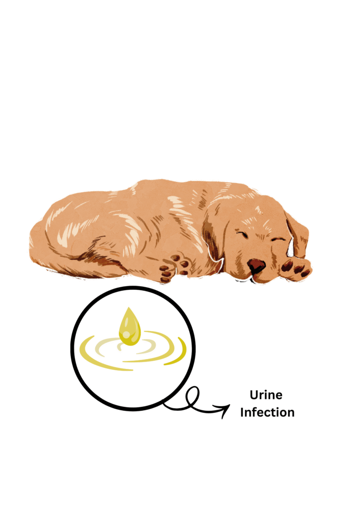 An illustration of a dog sleeping in discomfort due to urine infection shown in the picture.