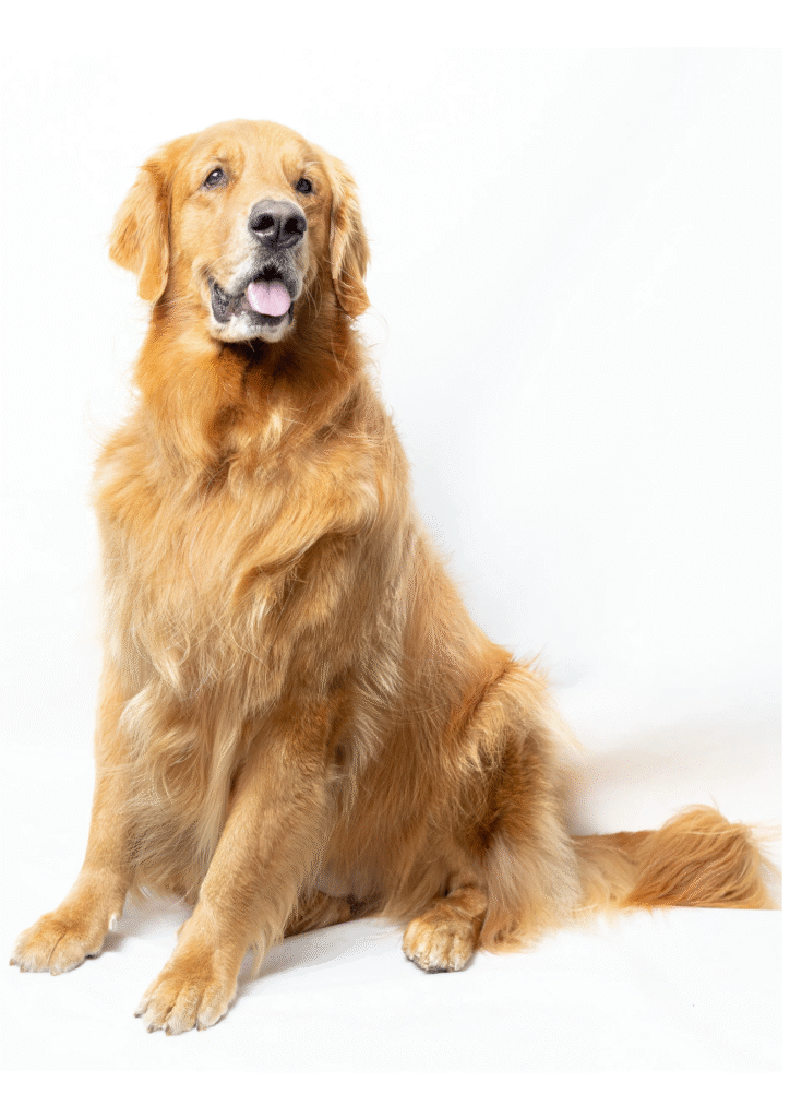 A sad Golden Retriever poses in front of camera.