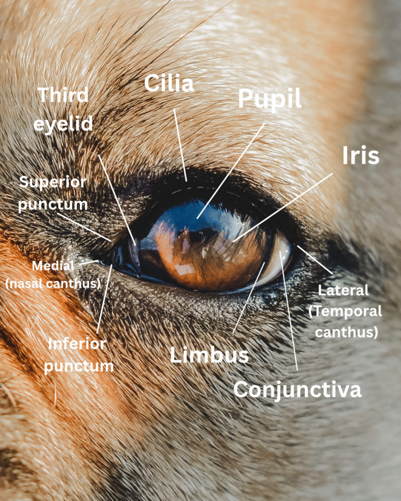 Dog eye diagram with all parts mentioned showing dog eye infection.