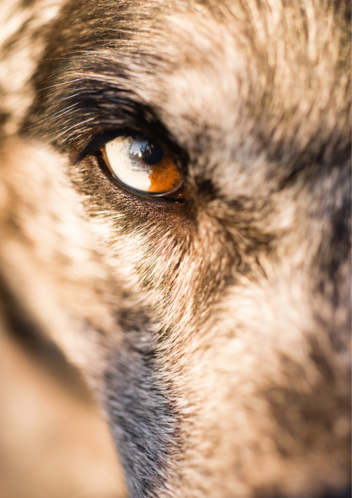 Close up of angry dog's eye.