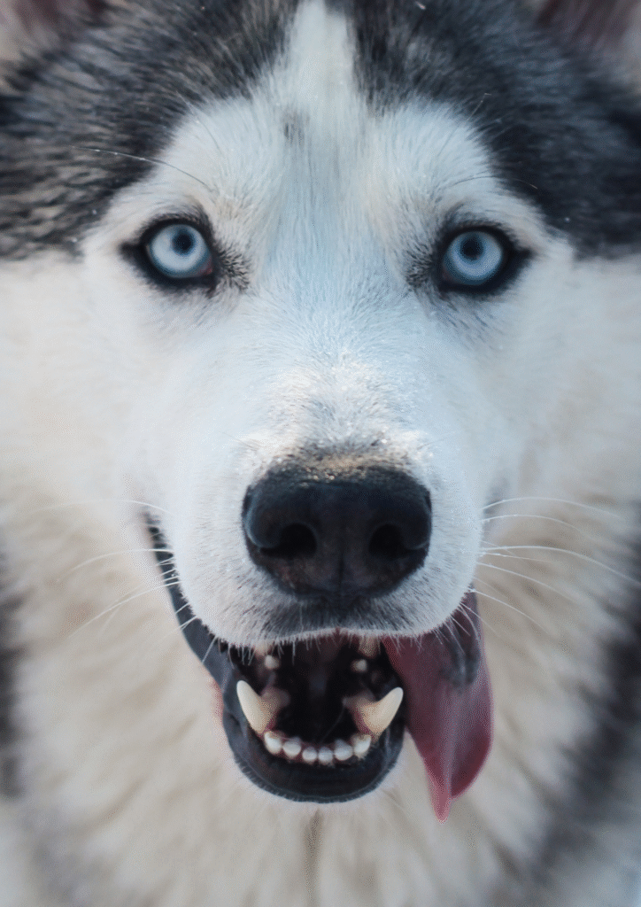 Close up of Siberian Husky eyes.