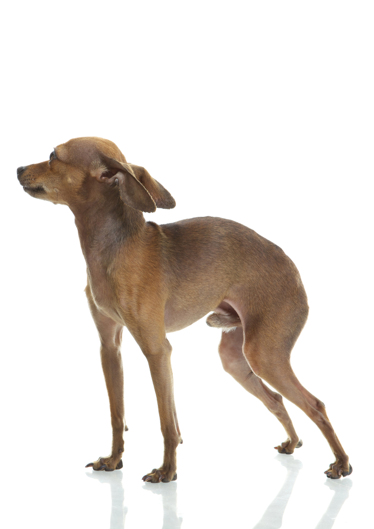 A malnourished puppy illustrating stages of starvation in dogs.