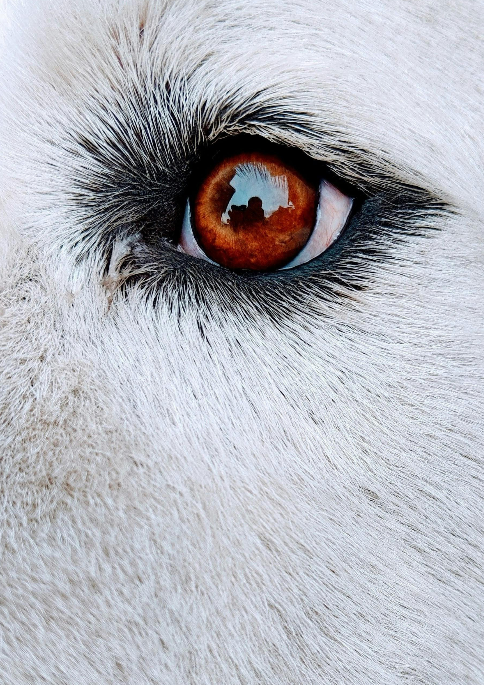 Close up of a white Labrador Retriever's face showing signs of a dog eye infection.
