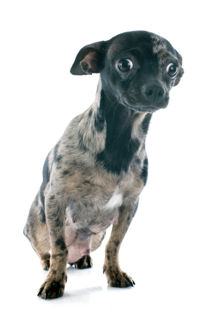 Small black and white starving dog posing into the camera.