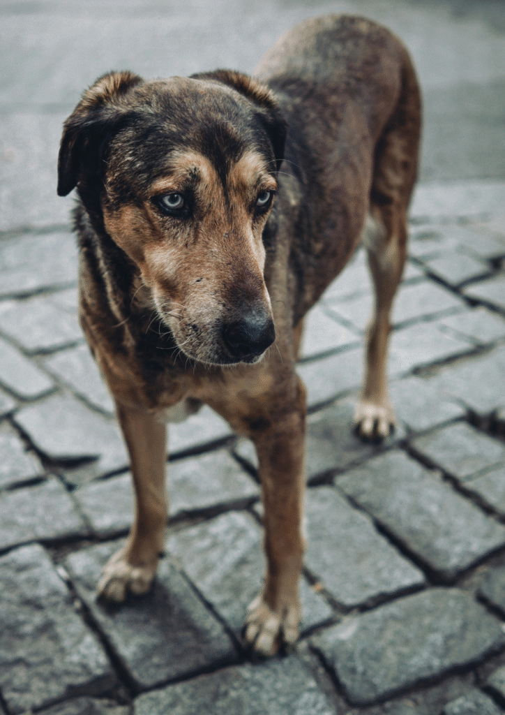 A black and brown malnourished dog standing on the road.