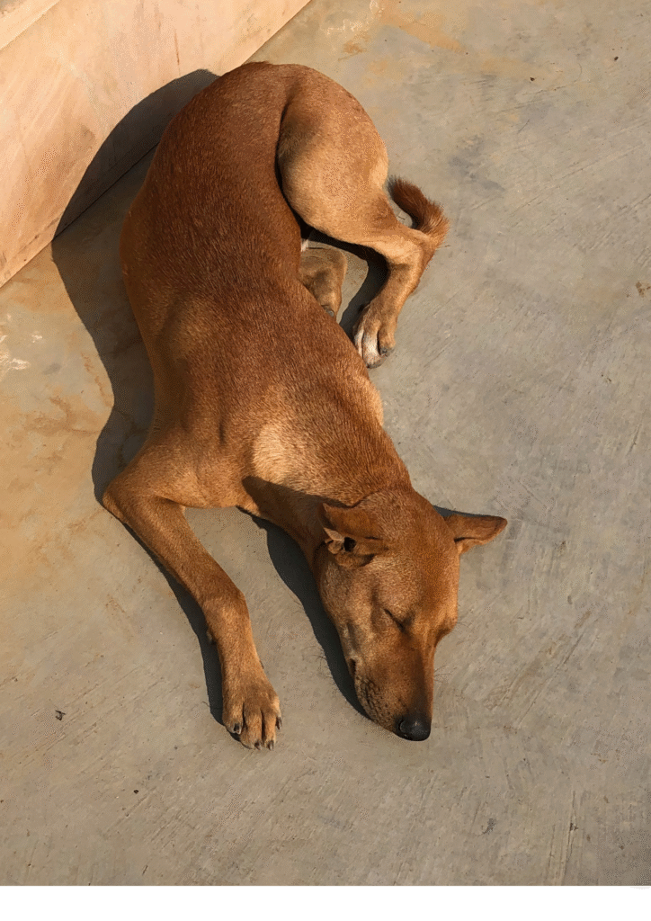 Malnourished dog is sleeping showing signs of stages of starvation in dogs.