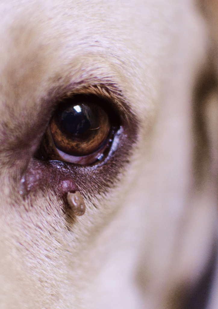 Close up of dog's eye having tics in it reveals dog eye infection.