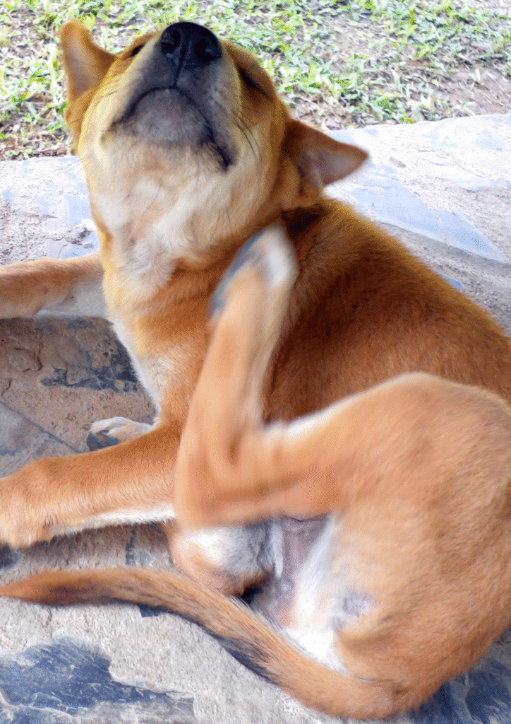 A dog is rubbing neck due to itching because of ticks.