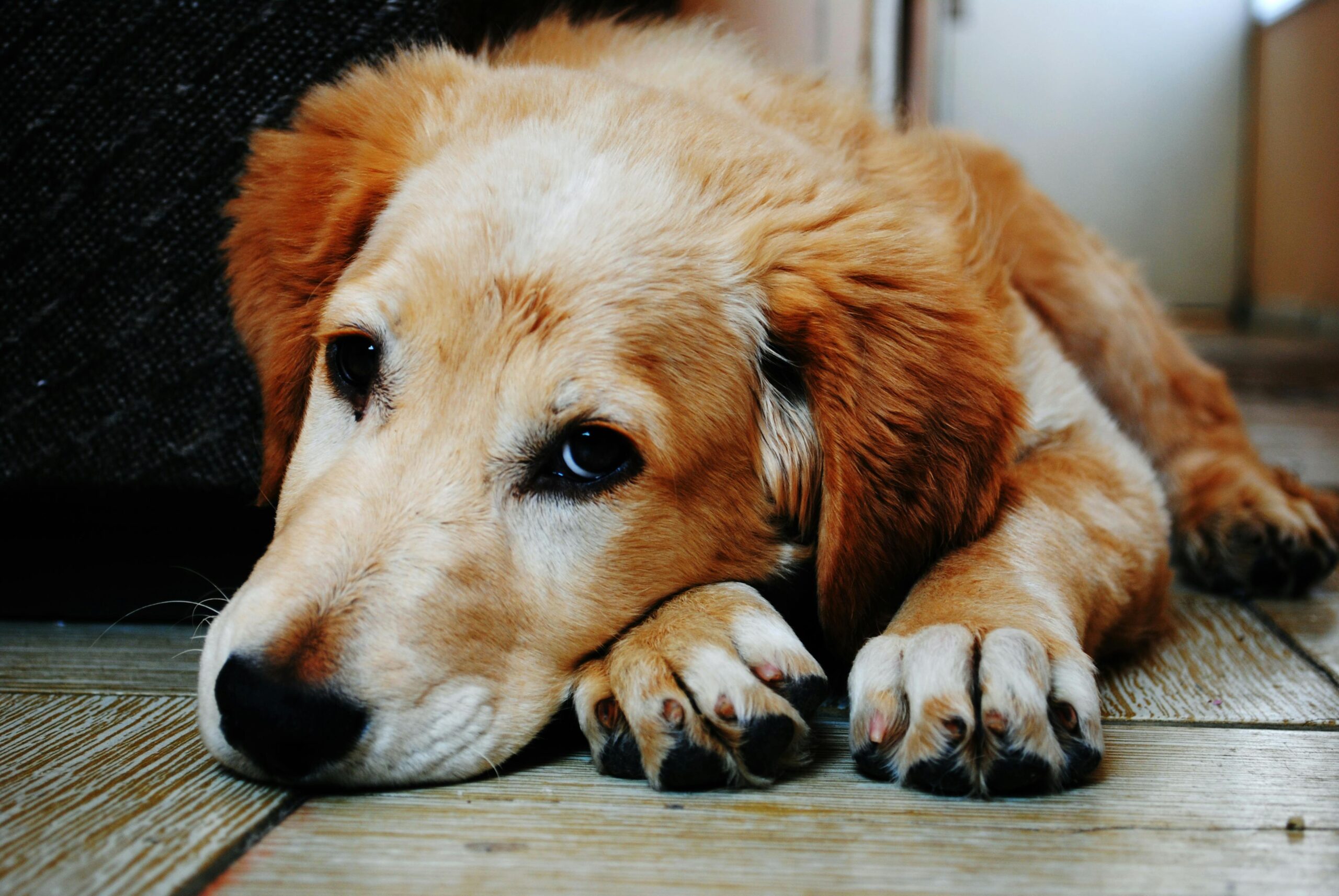 Sad puppy lying down on the floor looking uncomfortable, showing signs related to dog urine infection.