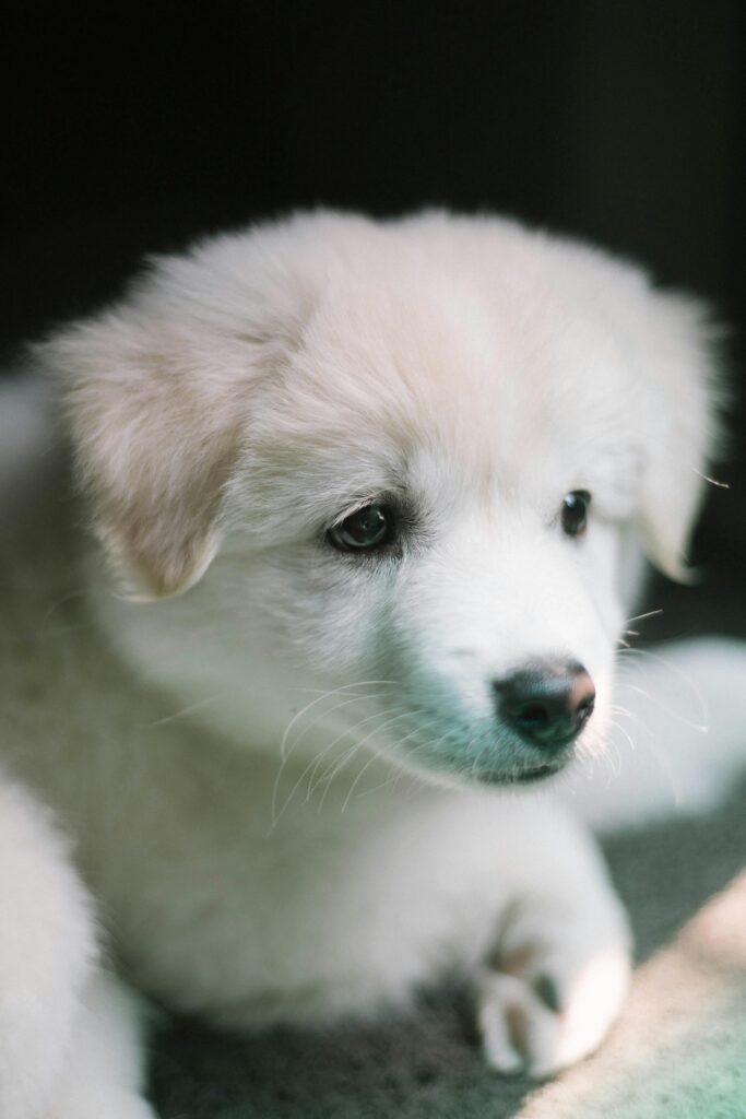 White puppy watching into the camera.