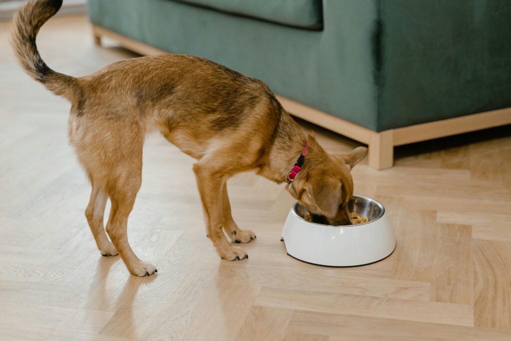 A dog eating on a bowl.