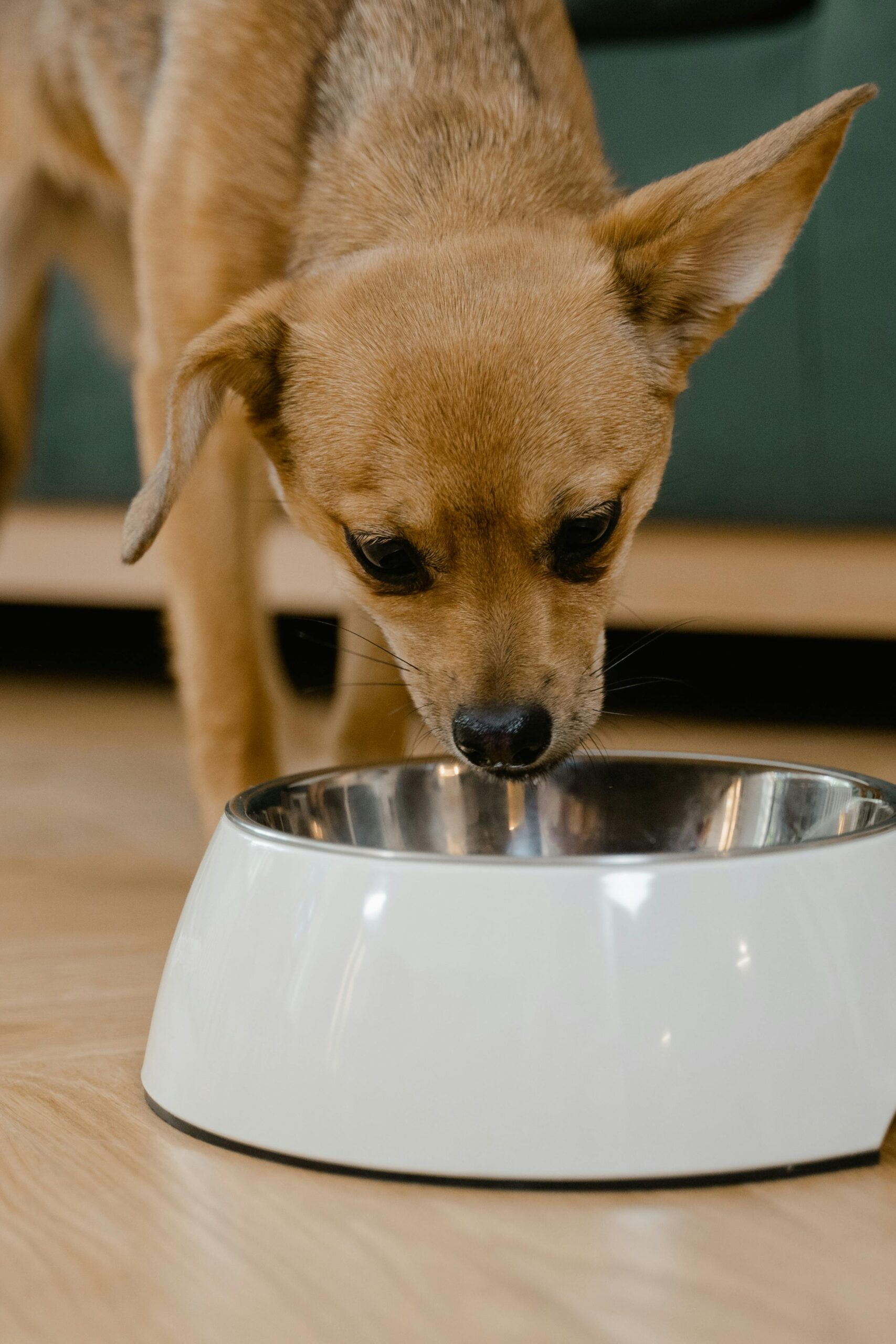 brown chihuahua puppy eating dog food from bowl illustrating what is the best dog food for healthy weight?