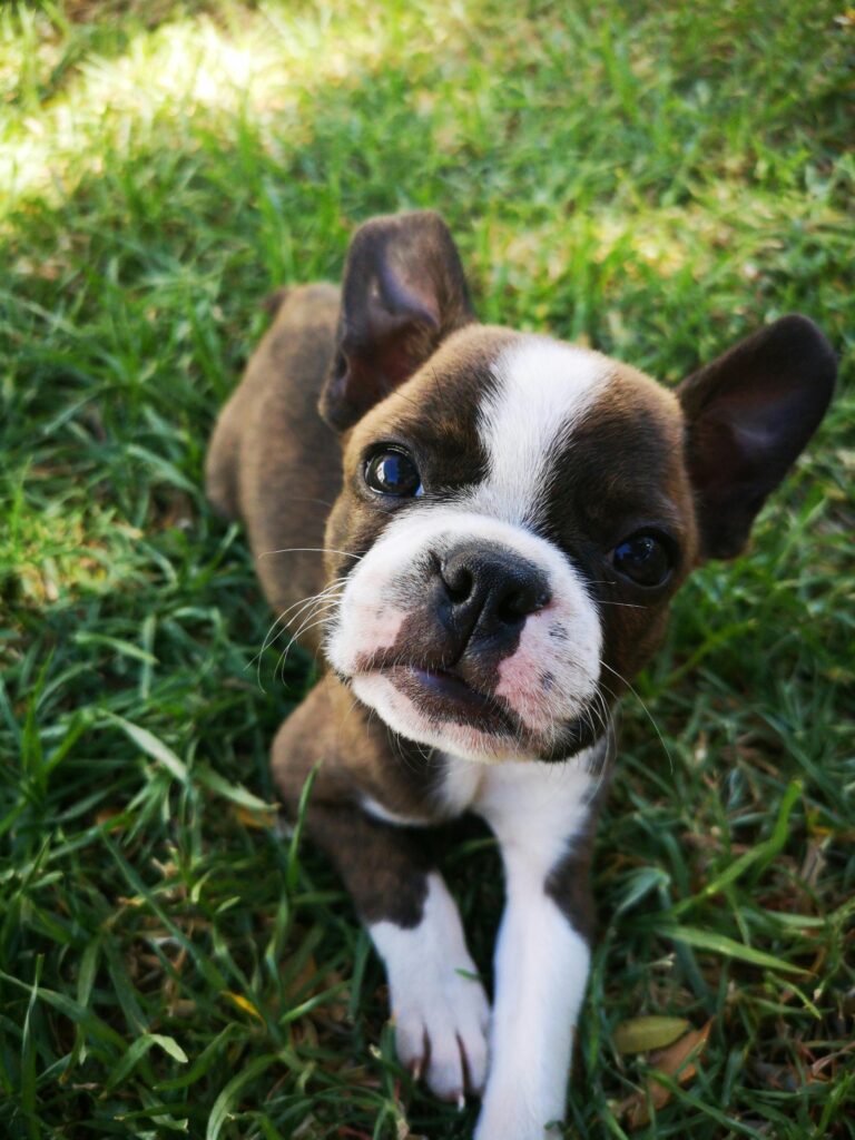 Boston terrier puppy sitting on grass.