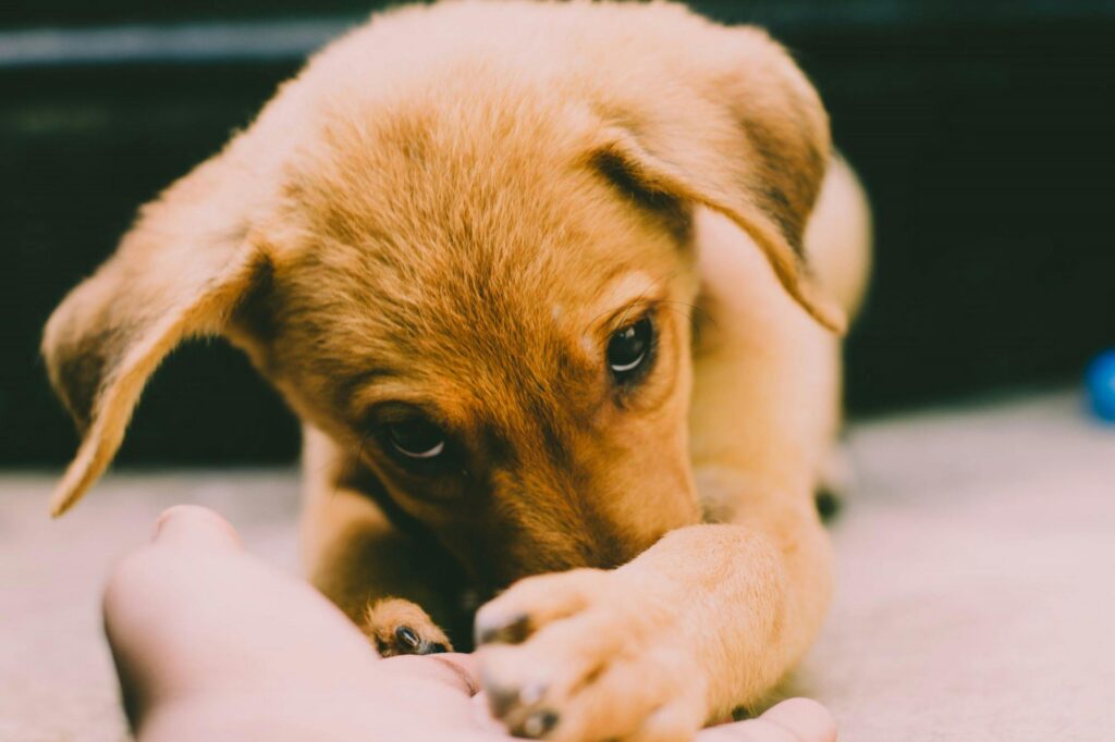 Brown puppy sit on floor.