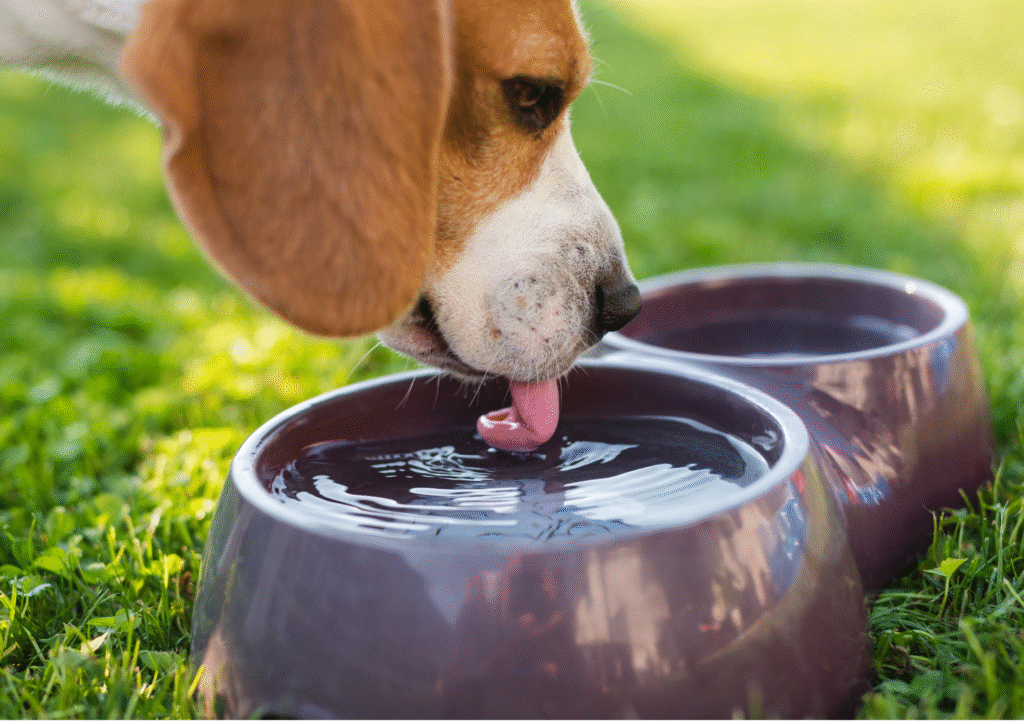 Picture of a Beagle drinking water from two water bowls.