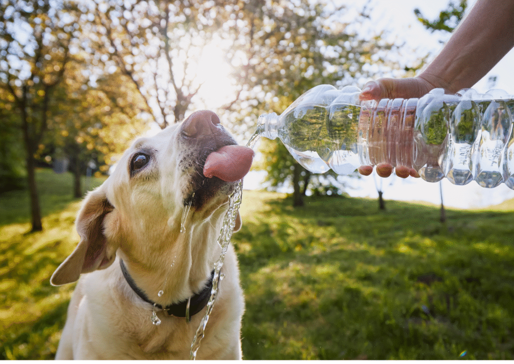 A dog owner helps his dog to drink water from water bottle.