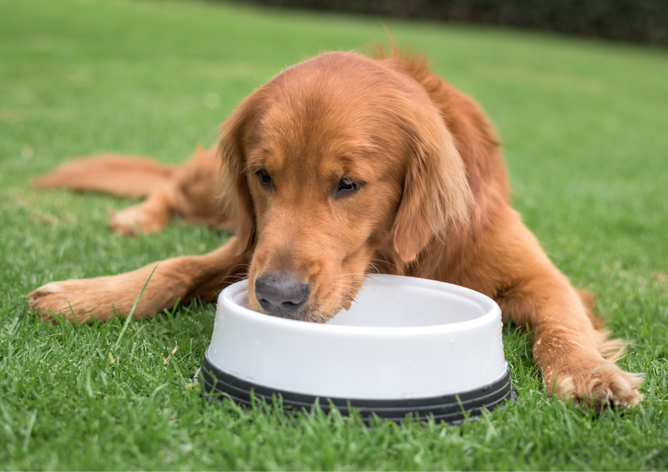 A dog drinking water from water bowl placed on green grass, highlighting clean and fresh water for dogs.