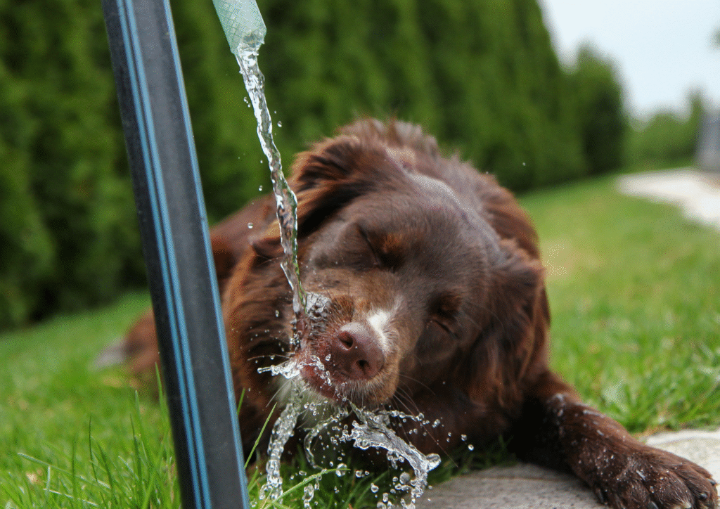 A brown dog drinking tap water directly from water pipe.